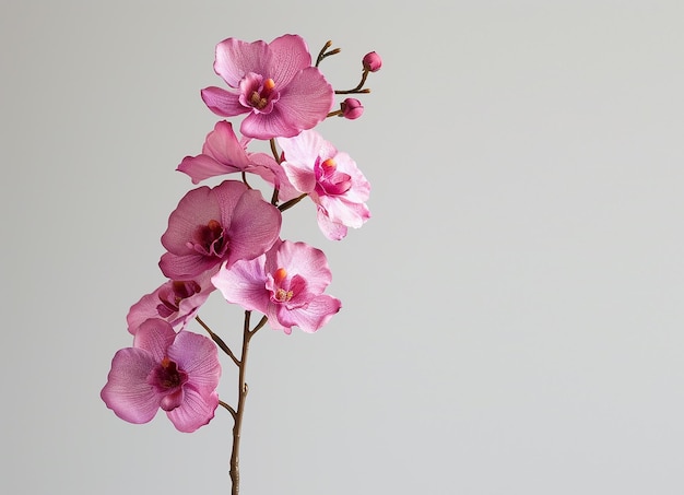 Une seule orchidée dans un fond blanc