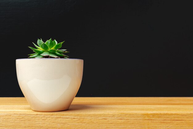 Une seule plante succulente en pot