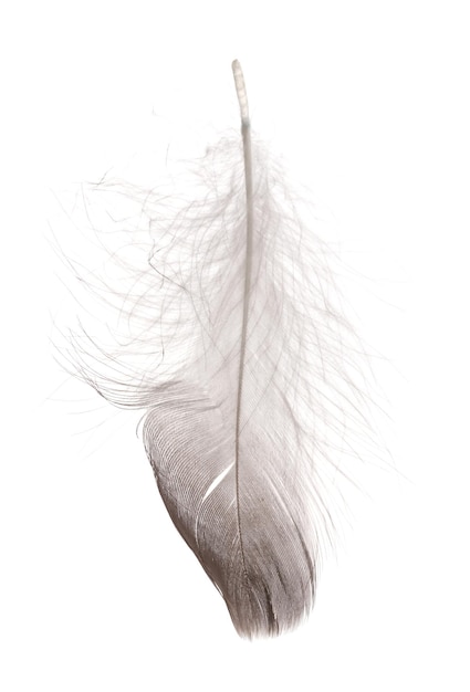 Une seule plume moelleuse isolée sur le blanc