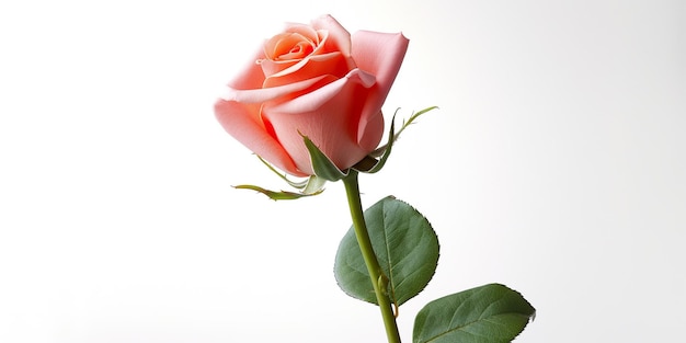 Une seule rose rose assise dans un vase image générative ai