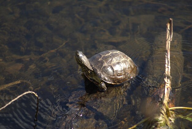 Photo une seule tortue d'étang prend un bain de soleil en été.