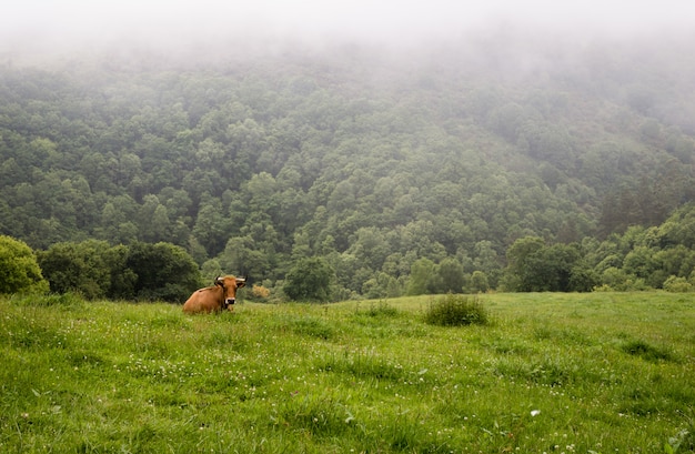 Une seule vache de boeuf dans l&#39;herbe verte de la ferme.