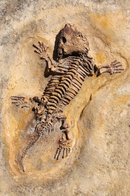 Seymouria baylorensis fonte de fossile Permien précoce