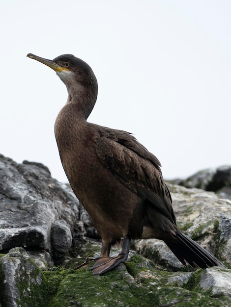 Photo shag phalacrocorax aristotelis iles farne en angleterre