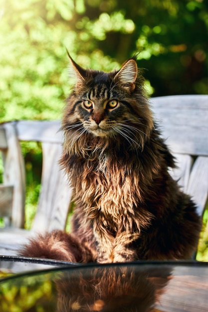 Shaggy big cat assis sur un banc blanc dans un parc ensoleillé