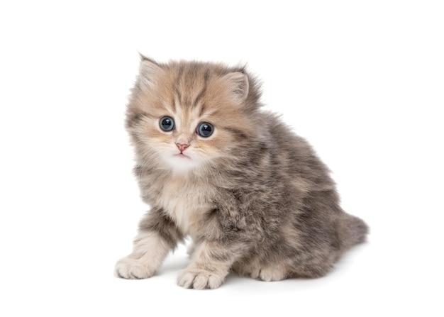 Shaggy gris petit chaton britannique