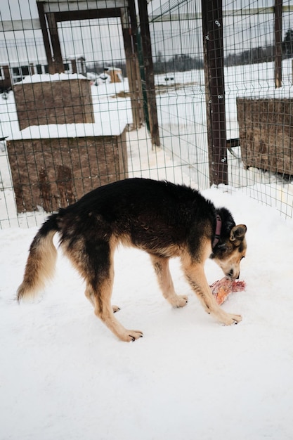 Shaggy gris rouge Alaskan husky se dresse dans la neige dans la volière et mange de la viande crue vue latérale