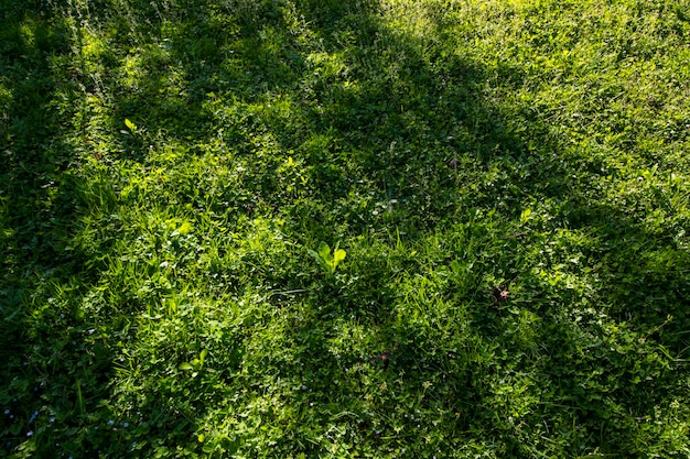 Shamrock herbe verte et fond de champ