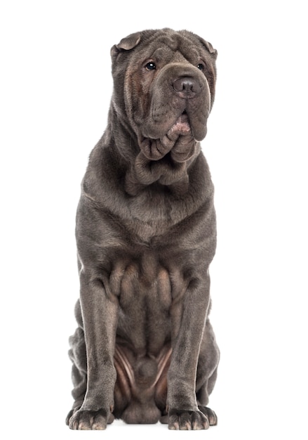 Shar Pei assis isolé sur blanc