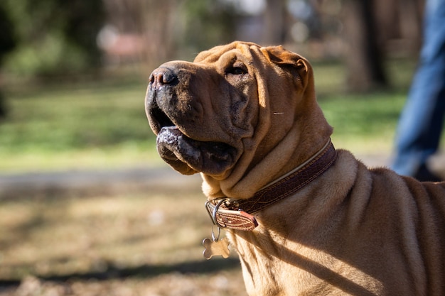 Shar Pei chiot dans le jardin