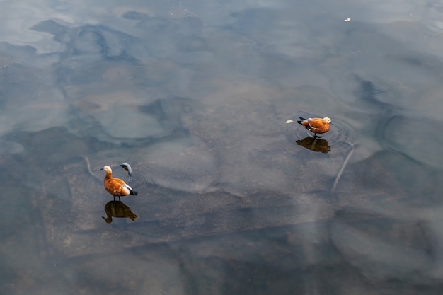 Shelducks sur la surface sombre de l'eau