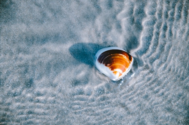 Shell sur la plage