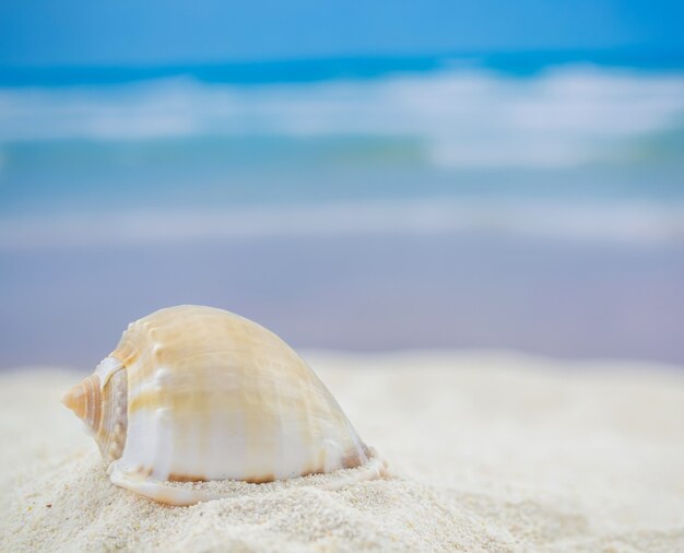 Shell sur la plage