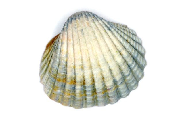 Shell