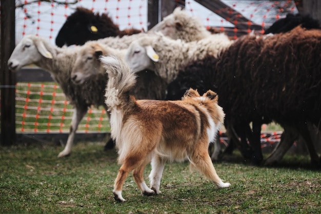 Sheltie s'occupe des moutons dans un enclos d'une ferme Test de l'instinct de berger chez les jeunes bergers