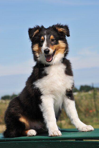 Shetland chiot