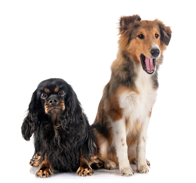 Shetland Sheepdog et cavalier king charles in front of white background