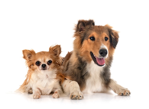Shetland Sheepdog et chihuahua in front of white background