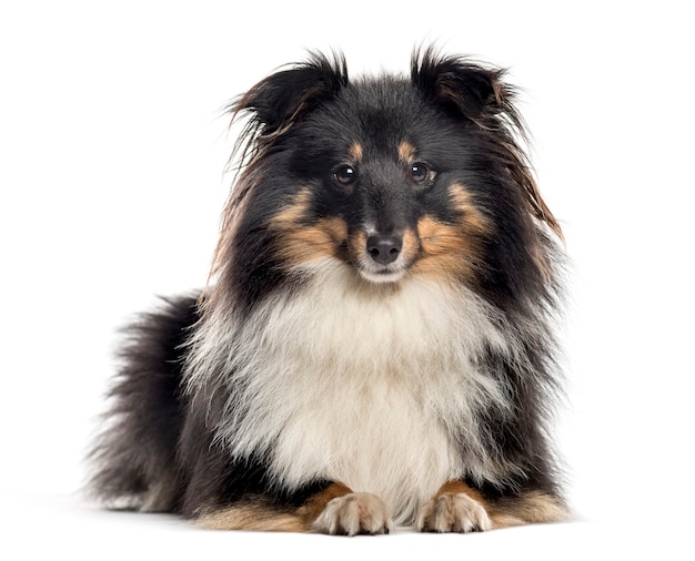 Shetland Sheepdog couché (1,5 ans)