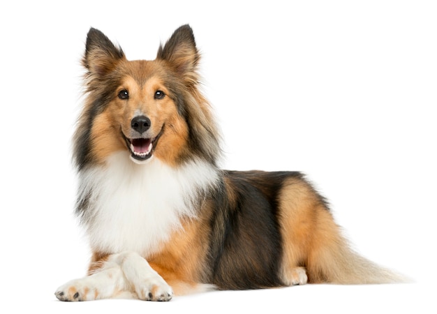 Shetland Sheepdog couché devant un mur blanc