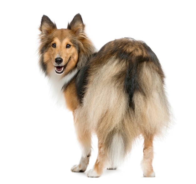 Shetland Sheepdog devant un mur blanc