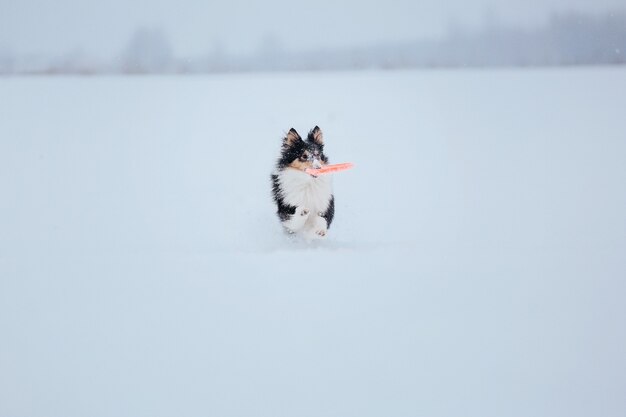 Shetland Sheepdog jouant dans la neige