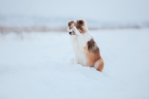 Shetland Sheepdog jouant dans la neige