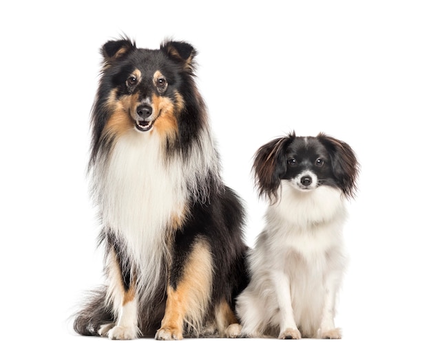 Shetland Sheepdog et papillon