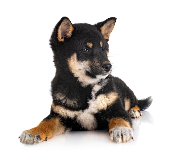 Shiba inu devant fond blanc