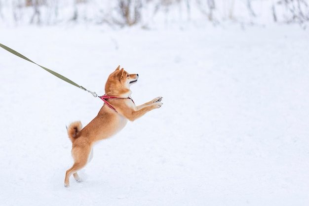 Shiba inu jouant en hiver