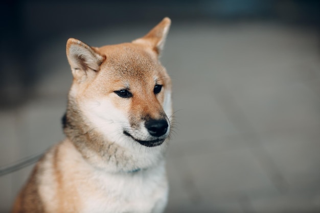 Shiba Inu pet chien national japonais à l'extérieur