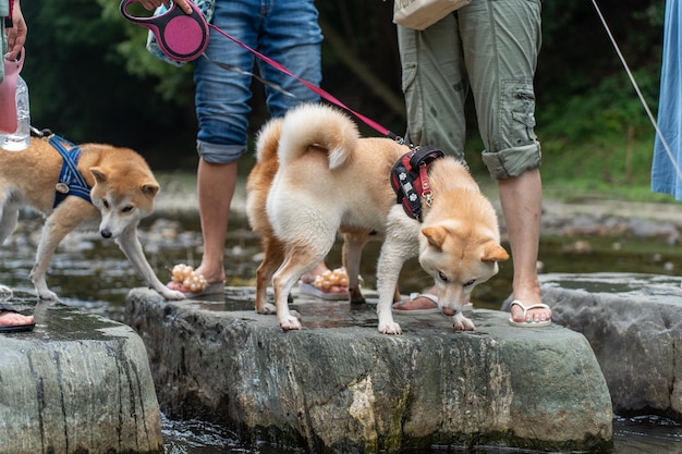 Shiba inu sur un sentier de randonnée Vue rapprochée du mignon chien de race shiba inu bâillant et collant