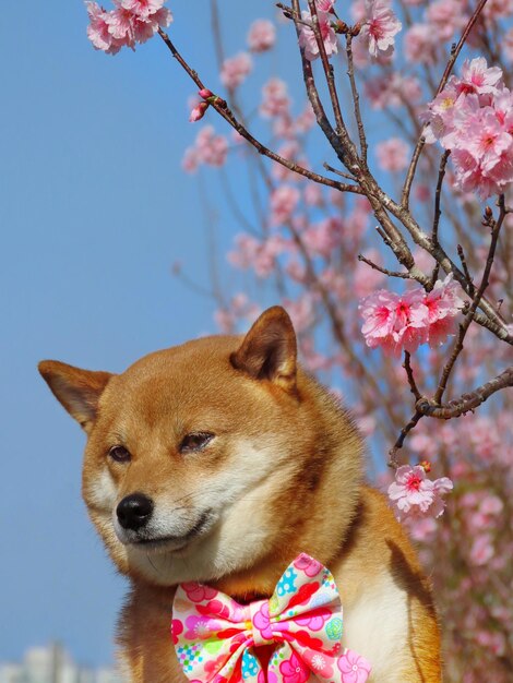 Un shiba inu sous le cerisier