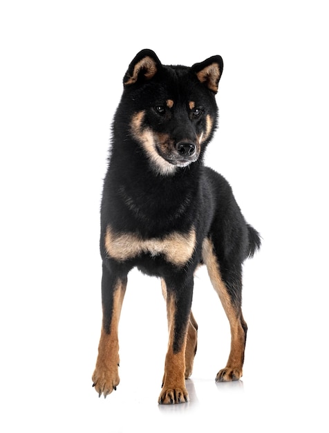 shiba inu en studio