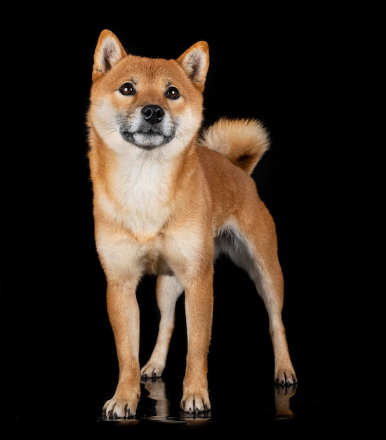 shiba inu en studio