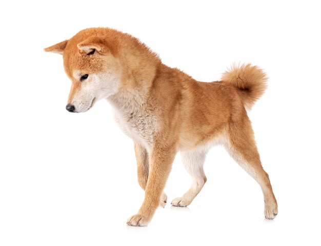 Shiba Inu