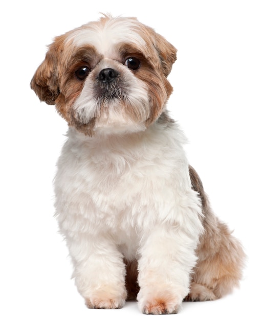 Shih Tzu, 2 ans, assis