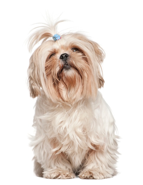 Shih Tzu, 4 ans. Portrait de chien isolé