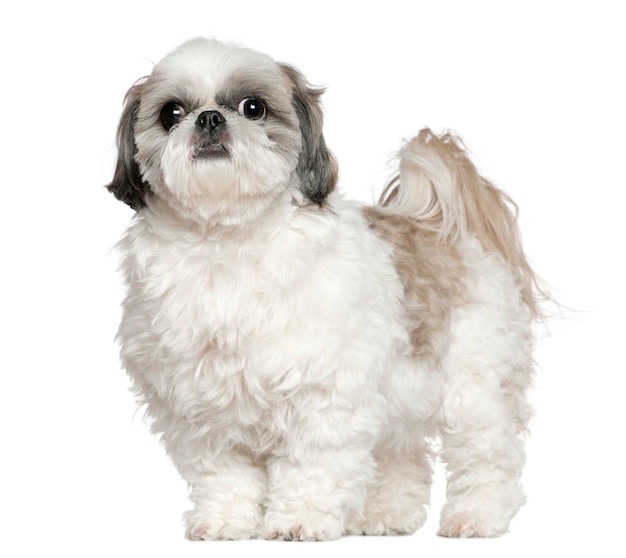 Shih Tzu, 5 ans. Portrait de chien isolé