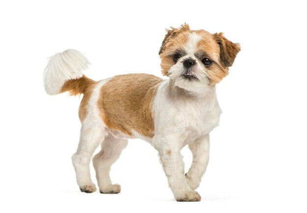 Shih Tzu, 8 mois, in front of white background