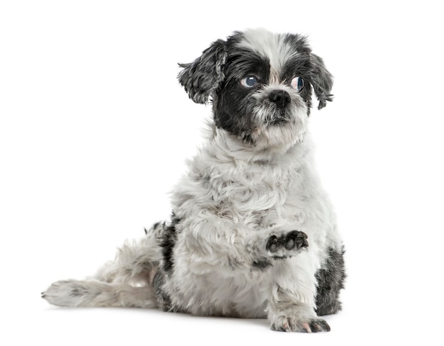 Shih tzu assis piaffe, isolé sur blanc