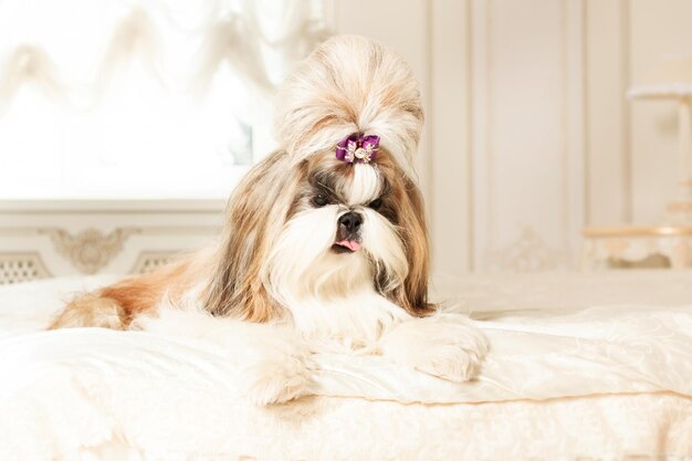 Shih Tzu aux cheveux longs dans un bel intérieur classique