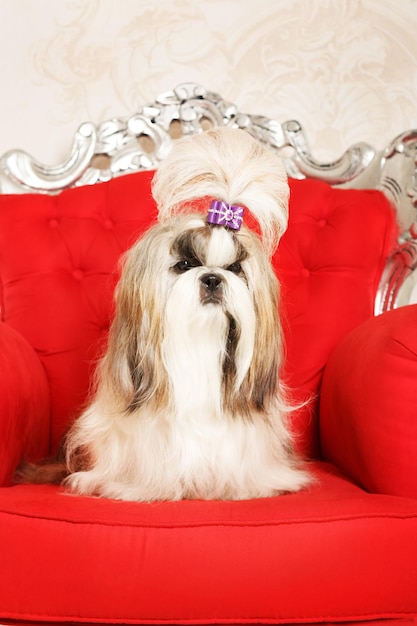 Shih Tzu aux cheveux longs dans un bel intérieur classique