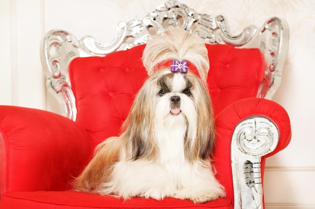 Shih Tzu aux cheveux longs dans un bel intérieur classique