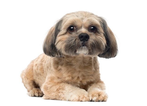 Shih Tzu couché, regardant la caméra, isolé sur blanc