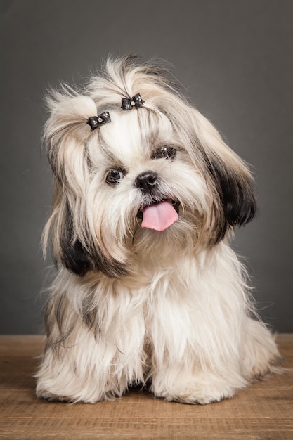 shih tzu désert oreilles en bois à la recherche de mignon