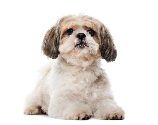 Shih Tzu devant un mur blanc