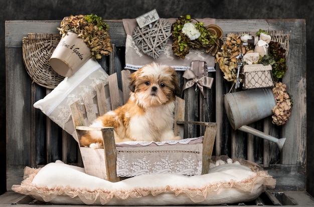 Photo shih tzu devant un mur rustique