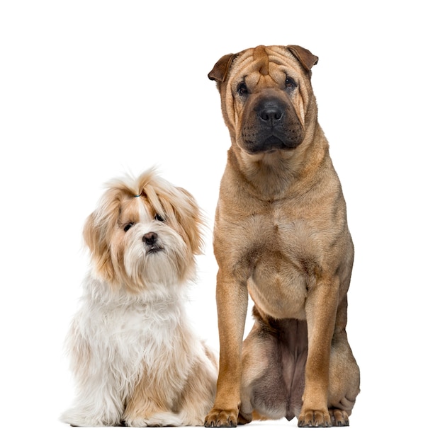 Shih Tzu et Shar Pei assis, isolé sur blanc