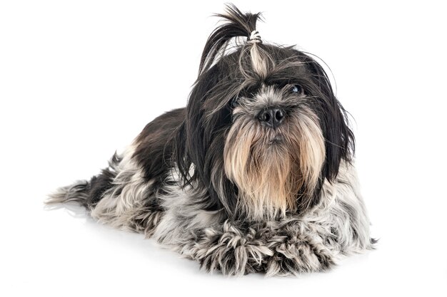 Photo shih tzu en studio